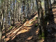 14 Bello camminare nella maestosa abetaia